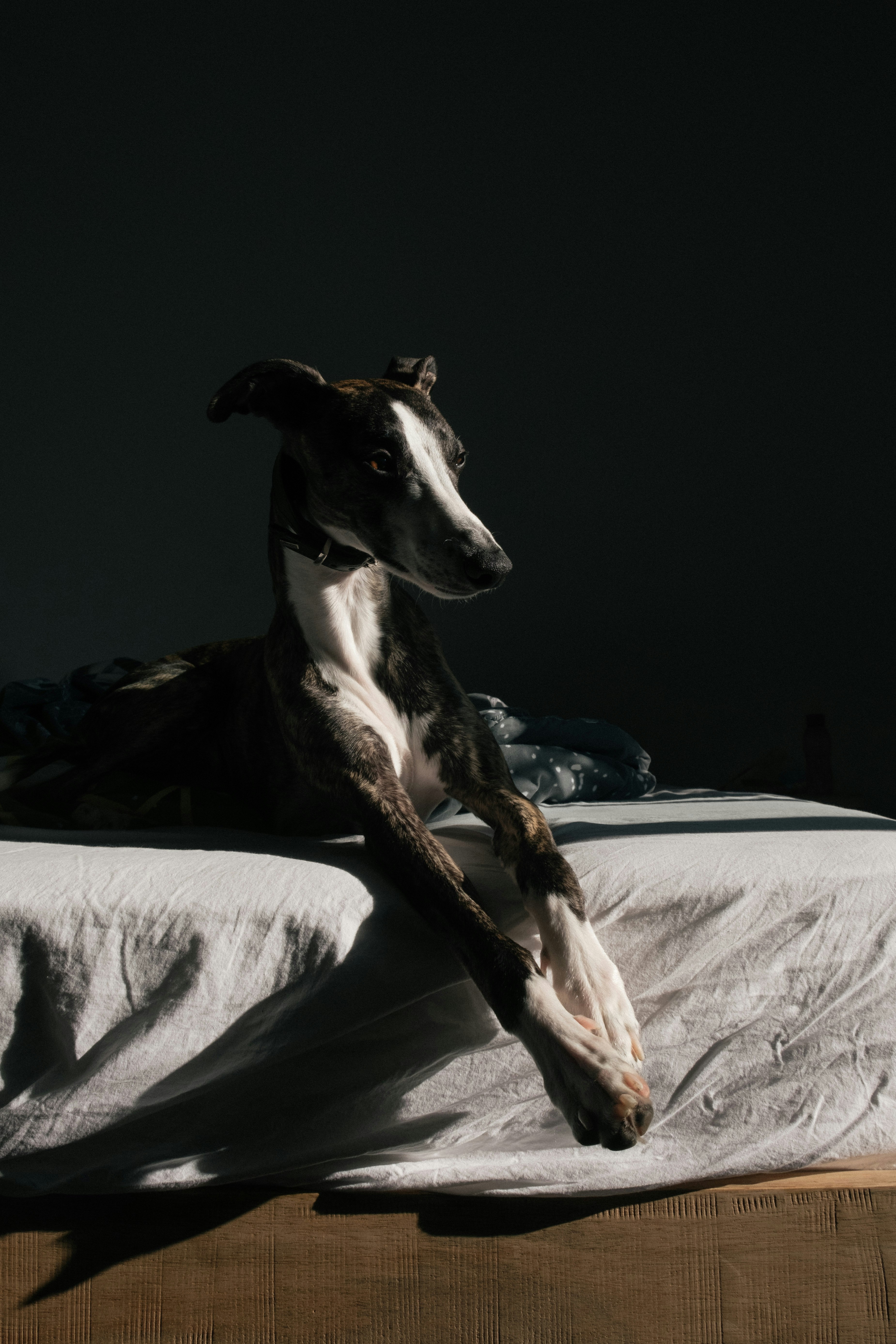 short-coated black and white dog lying on white mattress